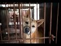 A day in the life of a dog meat dog