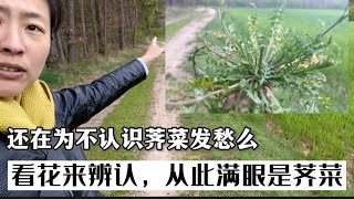 2022.05.01 德国春天的荠菜都开花了。到现在还不认识荠菜的小伙伴们可以通过识别花来找到他们。 和蒲公英真的不一样呢