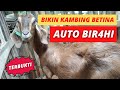 HOW TO ACCELERATE GOAT BEER, SUCCESS GUARANTEED - AKSARA Agro & Farm