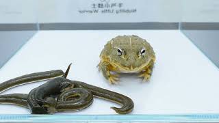 The African Bullfrog Vs  Immortal Leech【WARNING LIVE FEEDING】