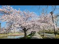 新潟県スポーツ公園の桜　さくら　横山智佐