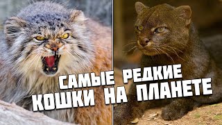 Самые редкие и красивые породы диких кошек в мире, о которых вы даже не слышали