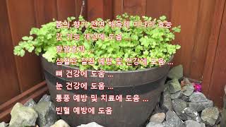 미나리 쉽고 깨끗 하게 키우는 방법