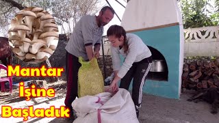 KÖYDE PARA KAZANMA FİKİRLERİ / MANTAR ÜRETİMİ / İSTİRİDYE MANTARI  KOMPOSTU NASIL YAPILIR