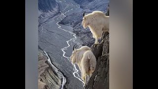 Super Climbers | Mountain Goat  | மலை ஏறும் ஆடு