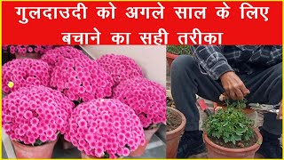 गुलदाउदी को अगले साल के लिए बचाने का सही तरीका | The Right Way to Save Chrysanthemum for Next Year