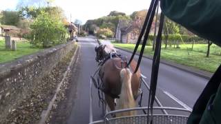 Fahlea and Siebera - Haflingers driving single in traffic.