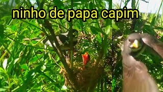 um ninho de papa capim na natureza