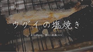 ウグイ釣って塩焼きで食べる