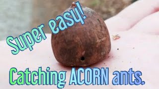 How To Catch ACORN Ants. (Temnothorax)