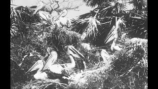 K K NEELAKANTAN - A LIFE FOR BIRDS