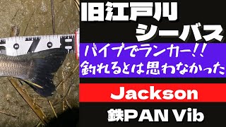 【旧江戸川　9月下旬】シーバス　ランカー　JACKSON　鉄PANバイブ