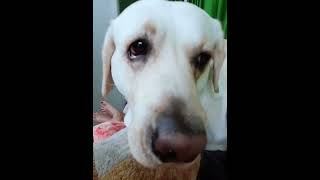 funny video 2020#smart dogstik tok dogdogs tiktokbest of dog