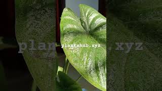 Alocasia odora #plants