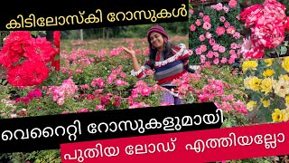 വെറൈറ്റി  കിടിലോസ്‌കി റോസുകളുടെ പുത്തൻ  ലോഡ്  എത്തിപ്പോയെ / Variety nadan roses /