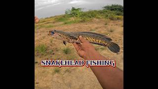 💢⁉️இப்படி எல்லாம் ஏமாற்றி மீன் பிடிக்கலாமா? #shortvideo #howtocatchbigsnakehead #shortsviral