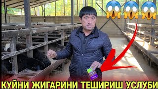 КУЙНИ ЖИГАР КАСАЛЛИГИНИ АНИГЛАШ УСЛУБИ