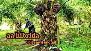 panen sawit buah rapet merata || Aa hibrida bibit sawit unggul