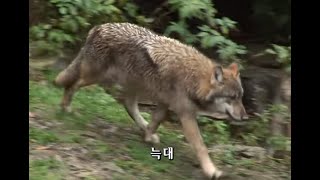 시청자요청 늑대 대 인간 야생동물의 습격