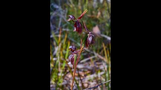 Duck Orchid getting Pollinated