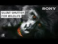 Silverback Safety with Sony a9 | Uganda Wildlife Photography | Sony Alpha Universe