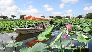 間近に大輪のハス　館林・城沼