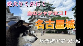 黒柴りくが行く〜金のシャチホコで有名な名古屋城‼️  尾張徳川家の居城‼️ #名古屋城 #キャンピングカー車中泊 #夫婦旅行 #黒柴 #犬連れ旅 #キャンピングカーの旅 #バンコン #道の駅 #柴犬