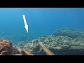 bradda jerm first papio with the 3 prong hawaii family spearfishing vlog