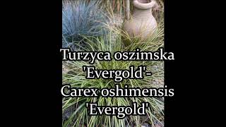 Turzyca oszimska 'Evergold'- Carex oshimensis 'Evergold'Turzyca- uprawa w pojemnikach. Opis