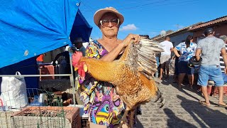 A FEIRA DAS GALINHAS 🐔 DA FUMAGEIRA COM BASTANTE AVES EM ARAPIRACA ALAGOAS NORDESTE BRASIL #nordeste