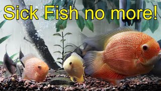 Epistylis treatment cured my fish