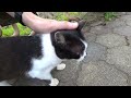 しっぽをくるんっ！とさせてトコトコ歩いてくる丸顔黒ねこ　 diary of visiting cats in japan