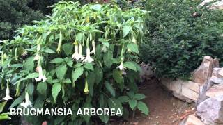 Brugmansia arborea. Garden Center online Costa Brava - Girona.