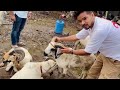 bakrid vlog bakra mandi khidirpur basid hussain