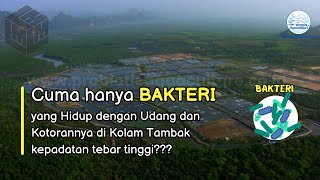 Cuma hanya BAKTERI yang Hidup dengan Udang dan Kotorannya di Kolam Tambak kepadatan tebar tinggi???