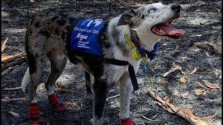 Bear the koala-detecting dog saves lives, melts hearts