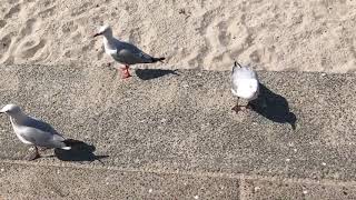 澳洲黃金海岸 大嘴鳥 海鷗 鵜鶘 悠閒生活