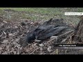 the sparrow hunt china s environmental catastrophe