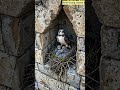 the mother kestrel perches on a stone ledge a natural rain shield keeping the nest completely dry.