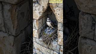 The mother kestrel perches on a stone ledge a natural rain shield, keeping the nest completely dry.