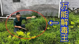 老中医常说的“万能解毒王”，了解它用途才知道厉害，赶快认识下#vlog #生活 #植物 #毒王【农乡村小陈】