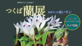 つくば蘭展 ラン♪らん♪ガイド「まぼろしの青いラン」