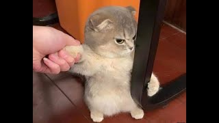 😺 I’m not going, I’m offended! 🐈 Videos of funny cats and kittens for a good mood! 😻