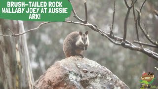 BRUSH-TAILED ROCK WALLABY JOEY AT AUSSIE ARK!