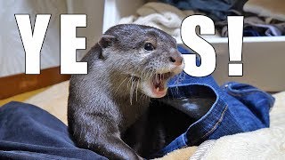 【犯行は、わずか５秒】可愛すぎる窃盗犯カワウソのビンゴ(Otter Bingo the 5 seconds cutest thief )