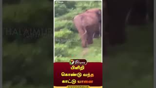 குடியிருப்பு பகுதிக்குள் உலா வந்த காட்டு யானை | #shorts | #nilgiri | #elephant