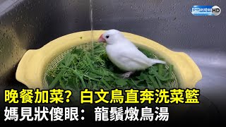 晚餐加菜？白文鳥直奔洗菜籃　媽見狀傻眼：龍鬚燉鳥湯