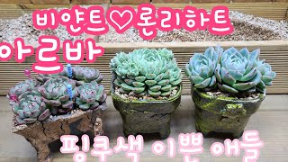 22.10.18.아르바♡론리하트 분갈이해요.비얀트 뿌리정리했던 아이 식재