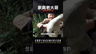 黃鼠狼上吃鴨子下偷雞，深夜反被大鵝干翻！家禽老大哥到底多強？ #奇闻