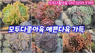 25.1.19 🌸루본드쌍두 안젤라군생 엘리스군생 토레타군생 포토시나군생 핑크루비군생🌸 모두다좋아육 010 3209 9789 전국택배가능 유료광고포함